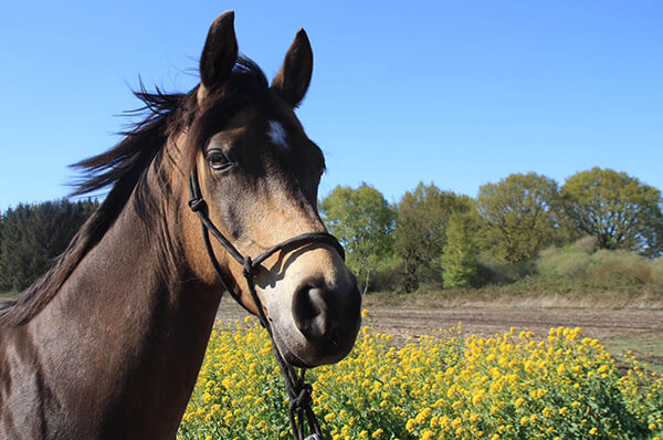 Futterberatung Pferd Niedersachsen